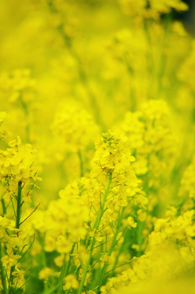 お隣の菜の花畑