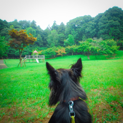 「朝の散歩は気持ちいいね」
