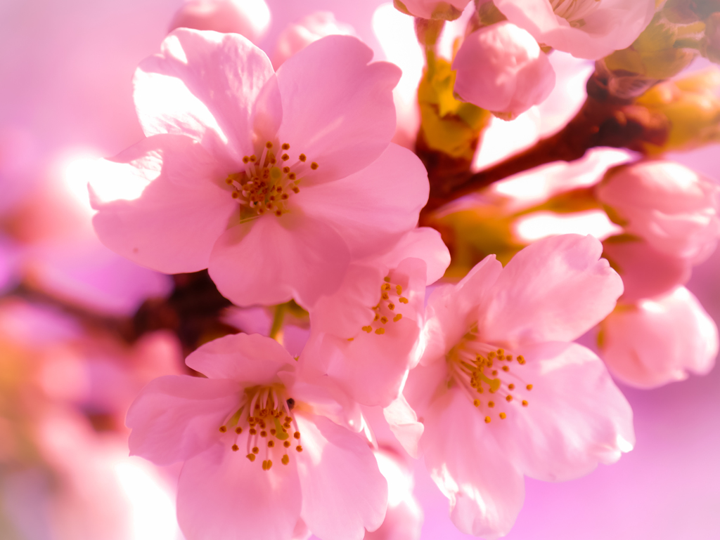 桜１