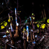 裏山#1