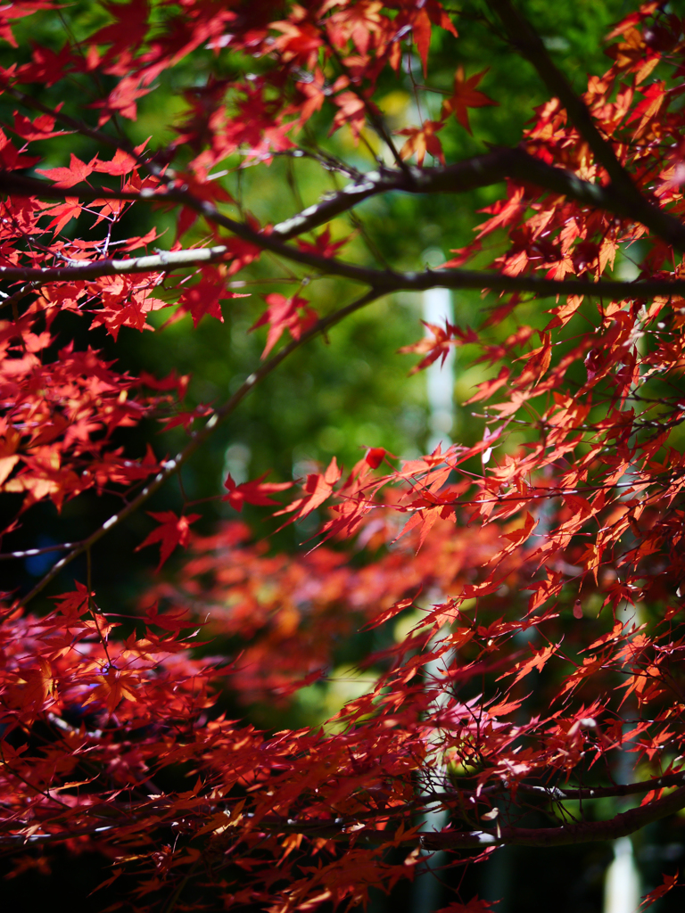 竹林と紅葉と