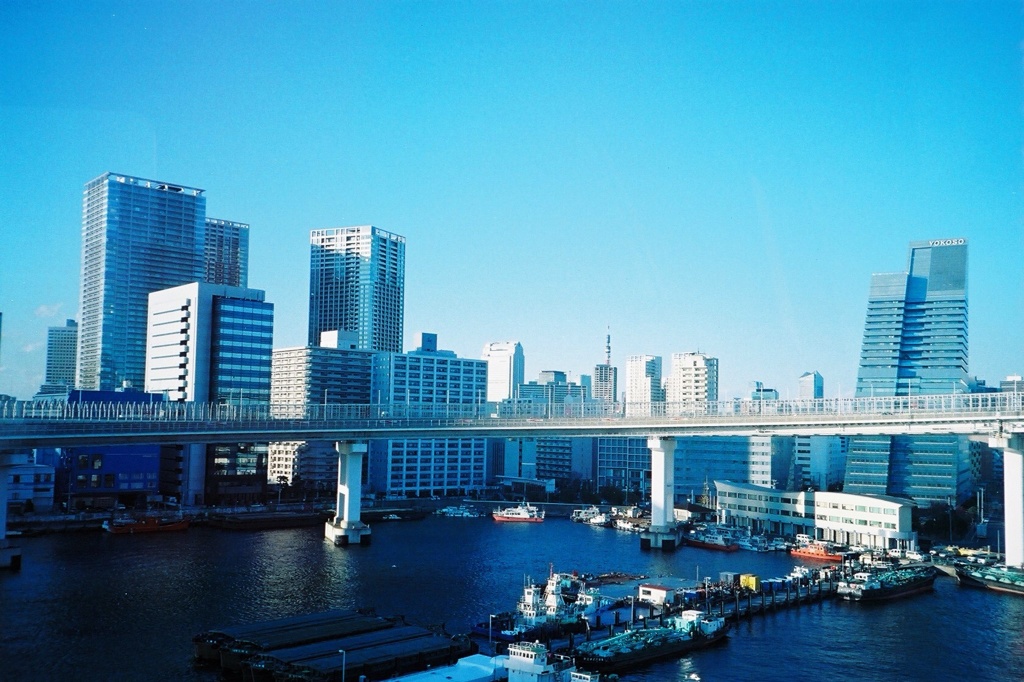 ユリカモメから見た東京