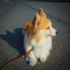 「日が短くなってきたわね」