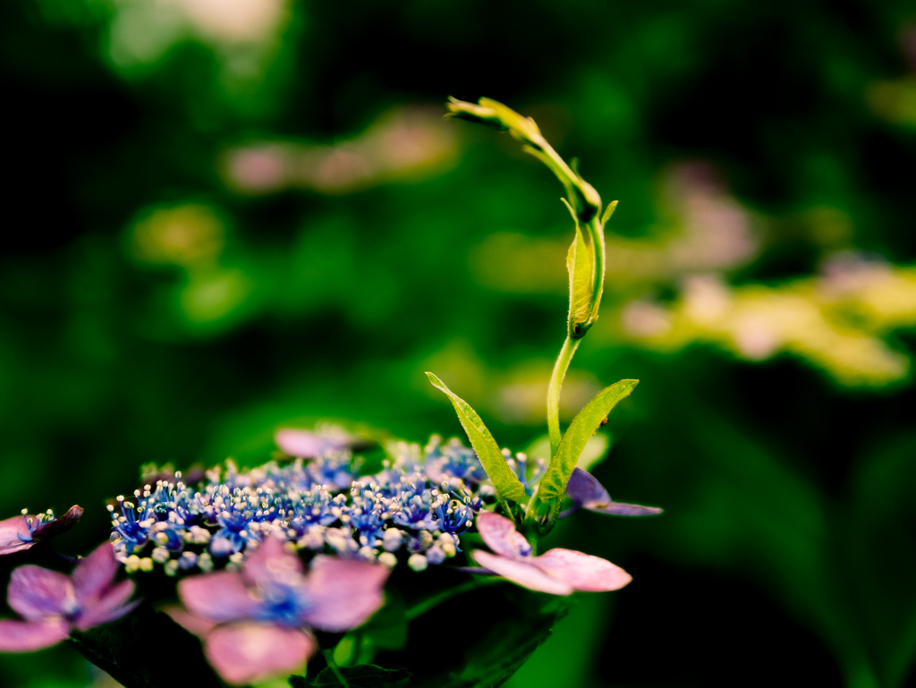 今年の紫陽花２