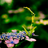 今年の紫陽花２