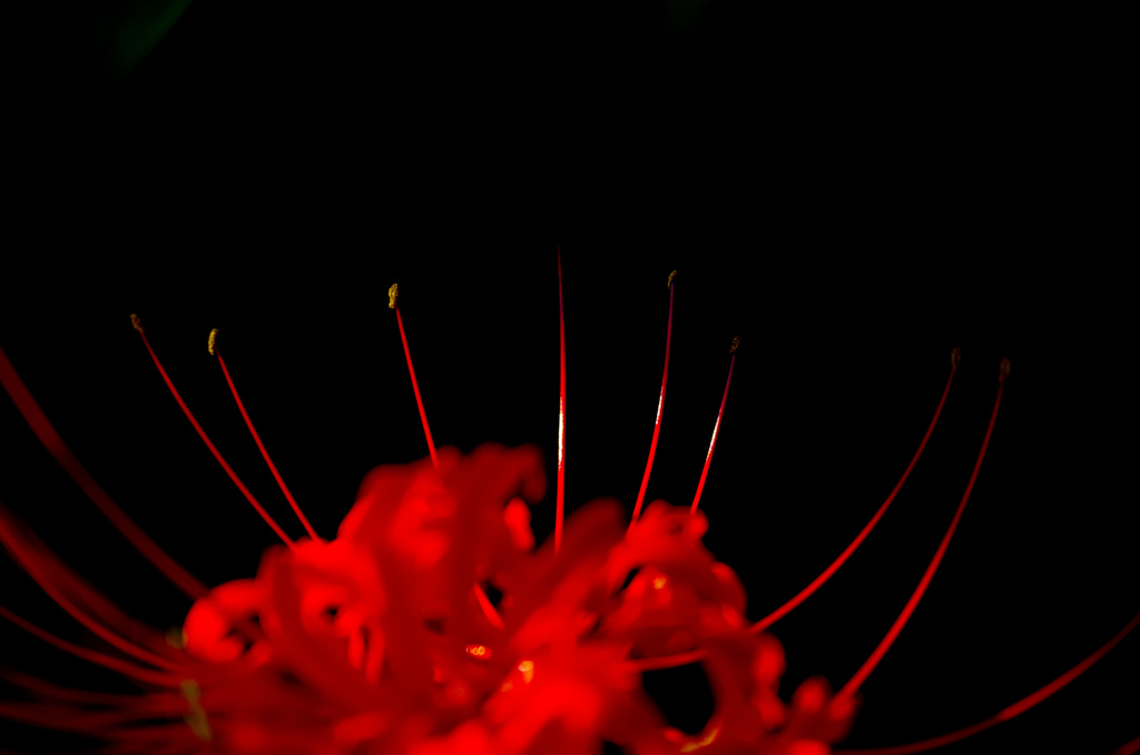 曼珠沙華 #2
