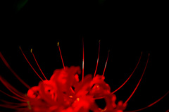 曼珠沙華 #2