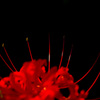 曼珠沙華 #2