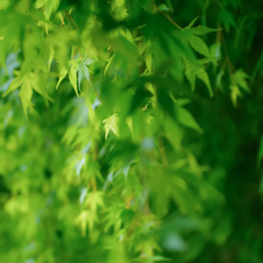 初夏のかをり　１