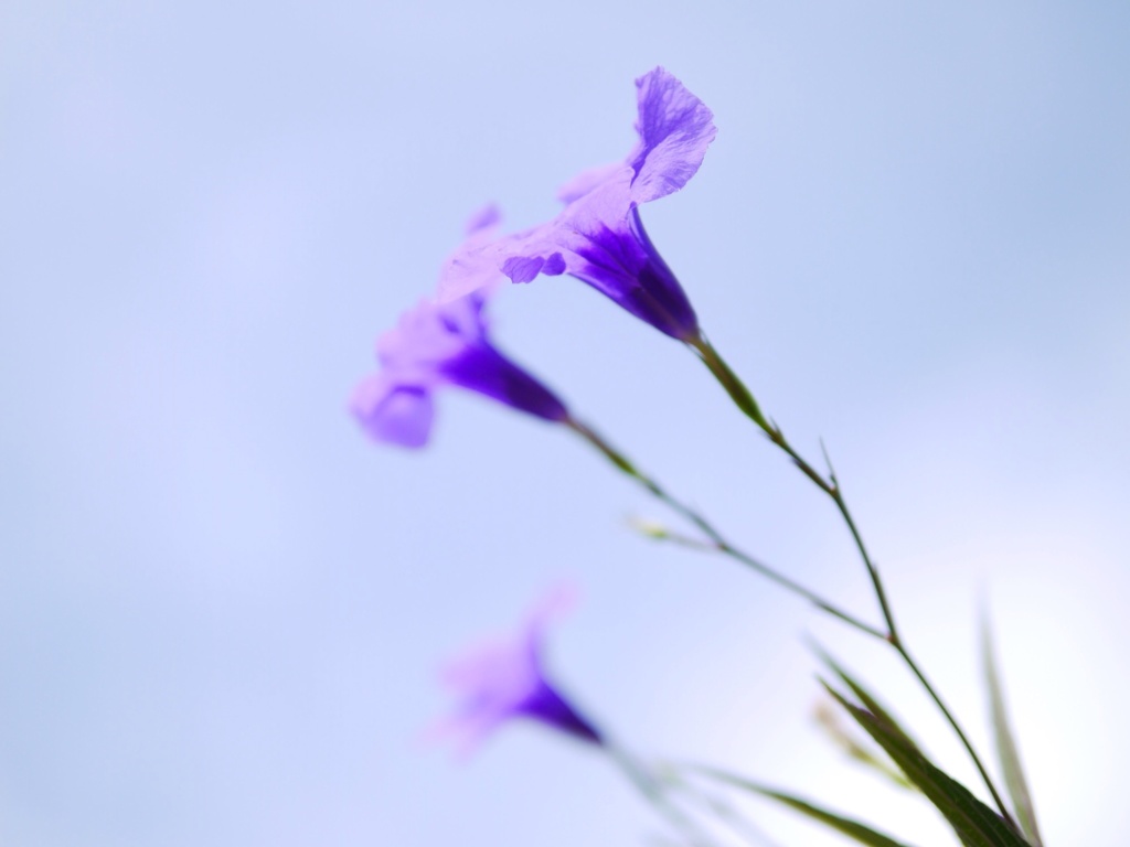 ホイアンの花