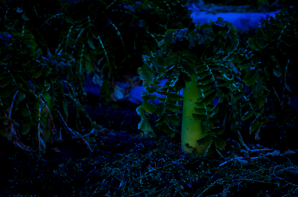 凍てつく朝に　＃6