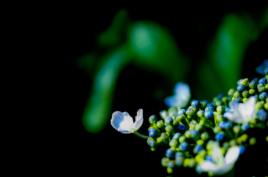 紫陽花　1