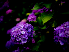今年の紫陽花１