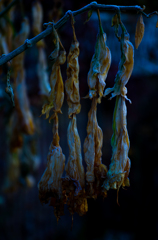 凍てつく朝に #3