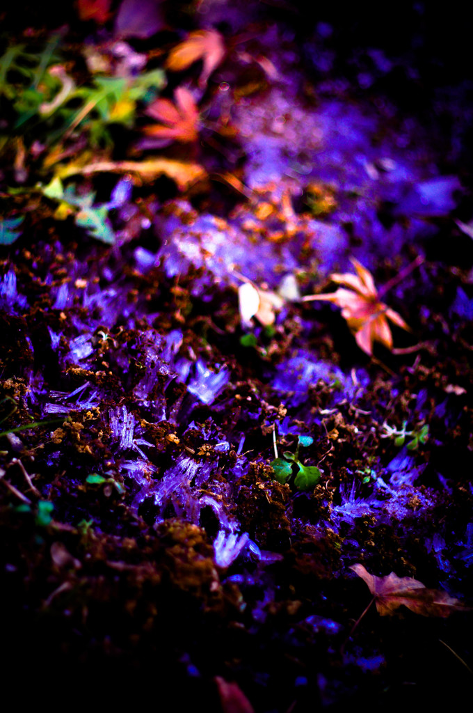 the silent world #2