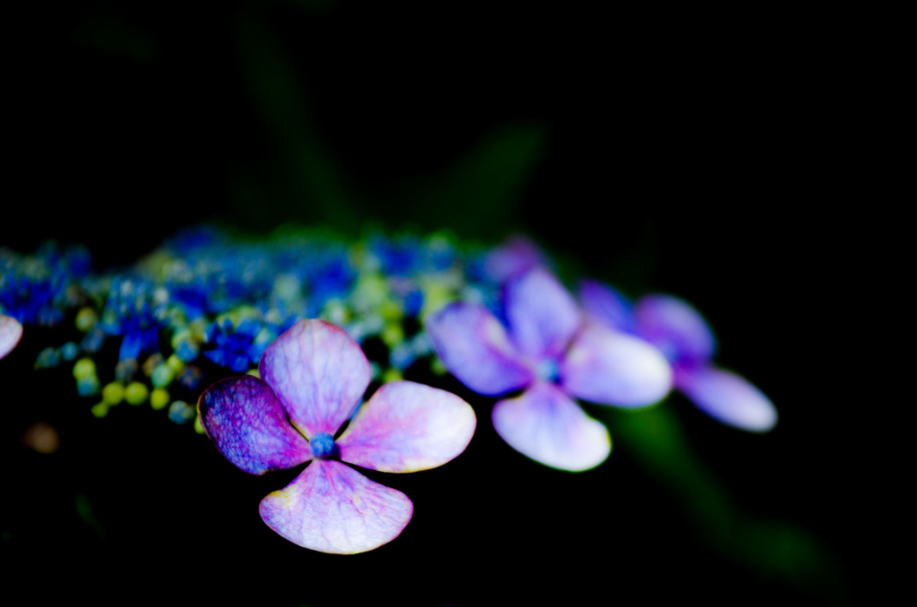紫陽花２　