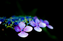 紫陽花２　