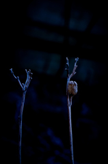 凍てつく朝に　#5