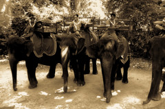 2012 アンコールワット#5