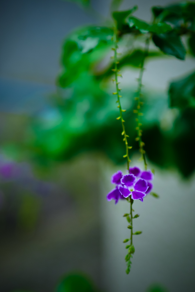 近所のHANA