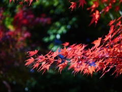 秋めく