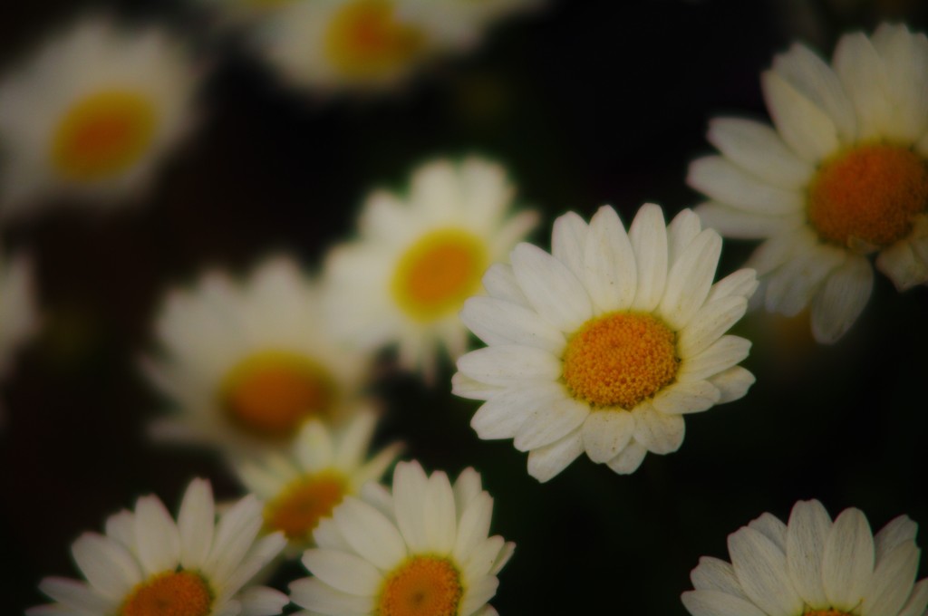 庭の花々
