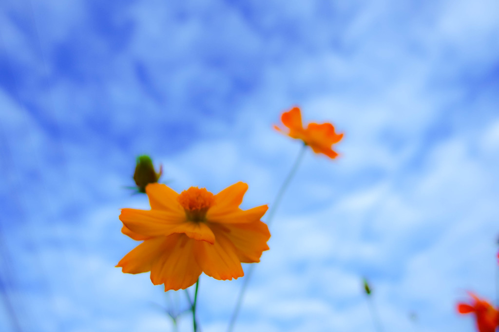 秋の空