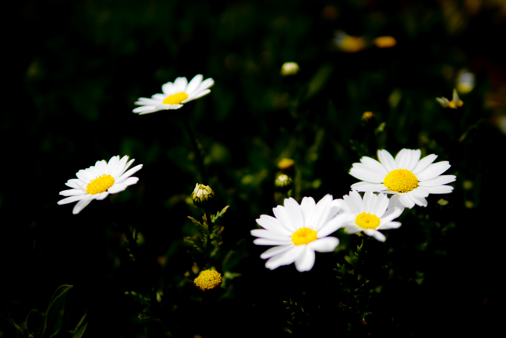 小さき花