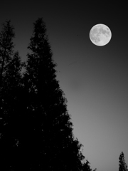 月と杉