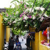 チャンパの花