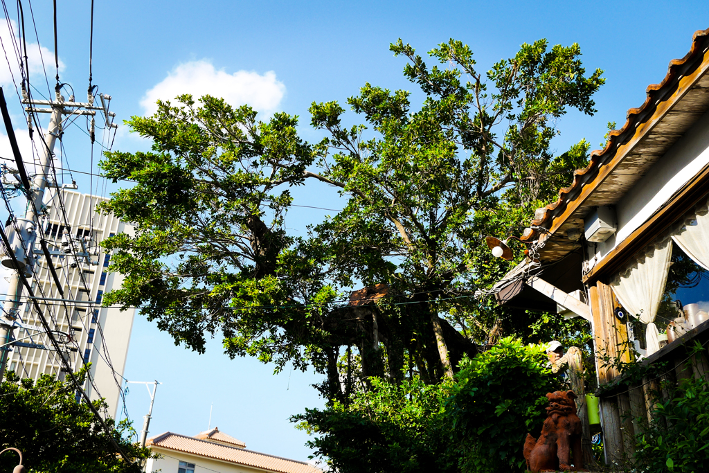 okinawa #5