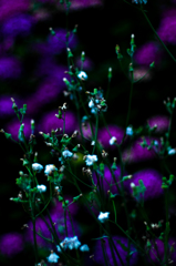 紫陽花　3