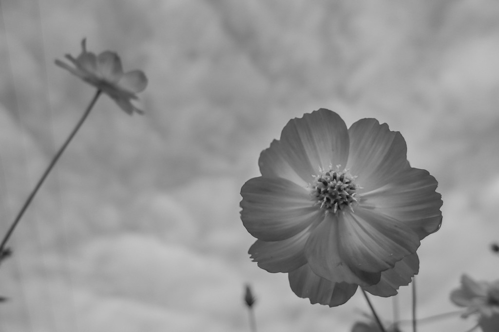 キバナコスモス