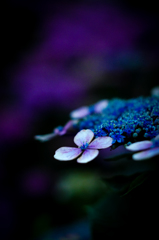 紫陽花　5