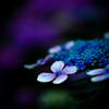 紫陽花　5