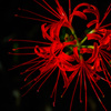 曼珠沙華 3