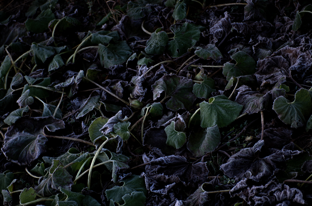 凍てつく朝に　#2