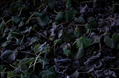 凍てつく朝に　#2