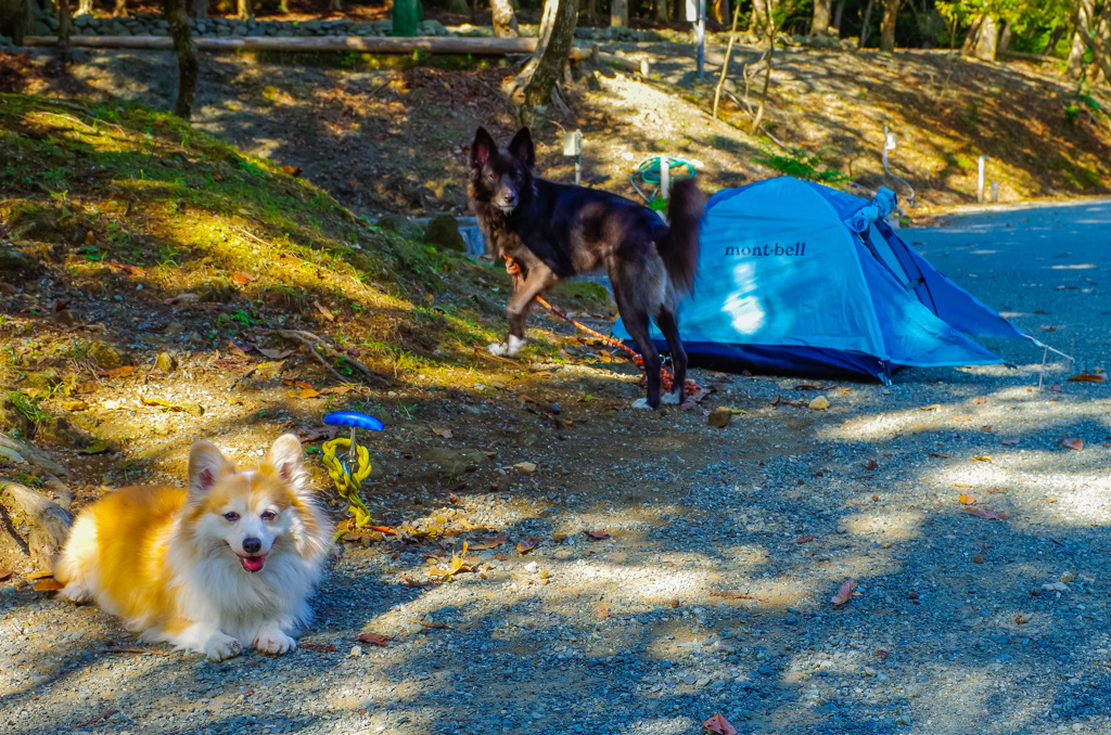 キャンプ犬 1号2号