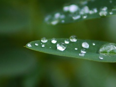 雨上がり 雨上がり