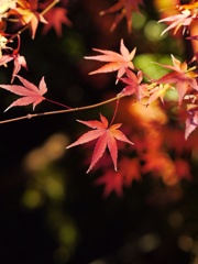 秋終#2
