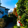 okinawa #4