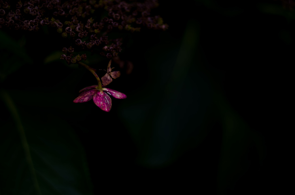 紫陽花