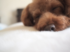 うたたね
