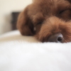 うたたね