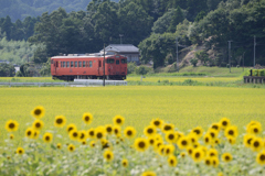 列車と向日葵　（小湊鉄道）