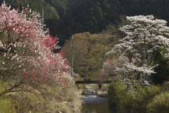 春の香り