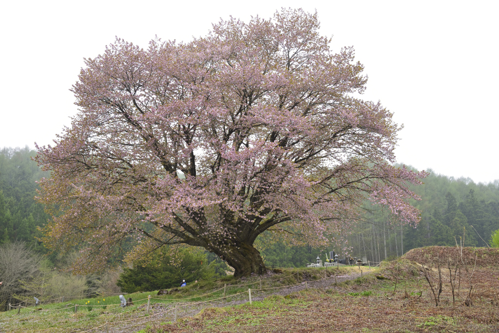 上州の国で花巡り　壱