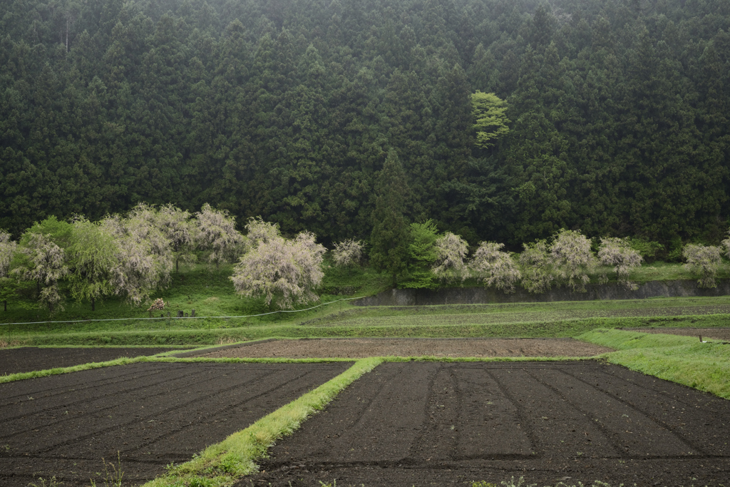 上州の国で花巡り　六