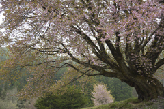 上州の国で花巡り　弐